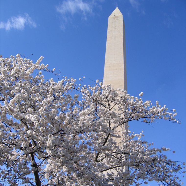 Washington Cherry | Seed Grow Kit | The Jonsteen Company