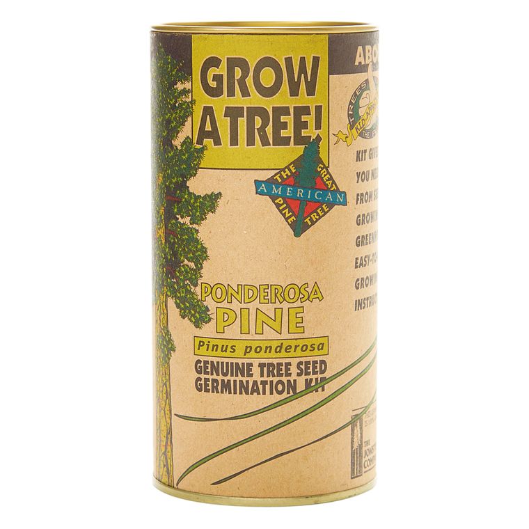 Ponderosa Pine | Seed Grow Kit | The Jonsteen Company