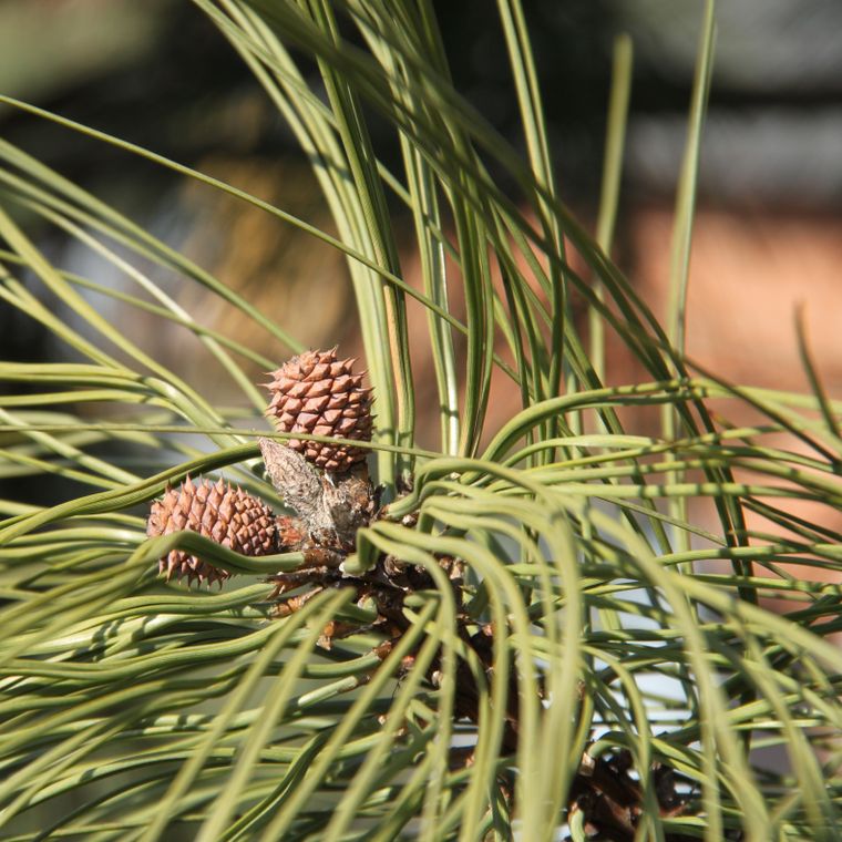 Ponderosa Pine | Seed Grow Kit | The Jonsteen Company