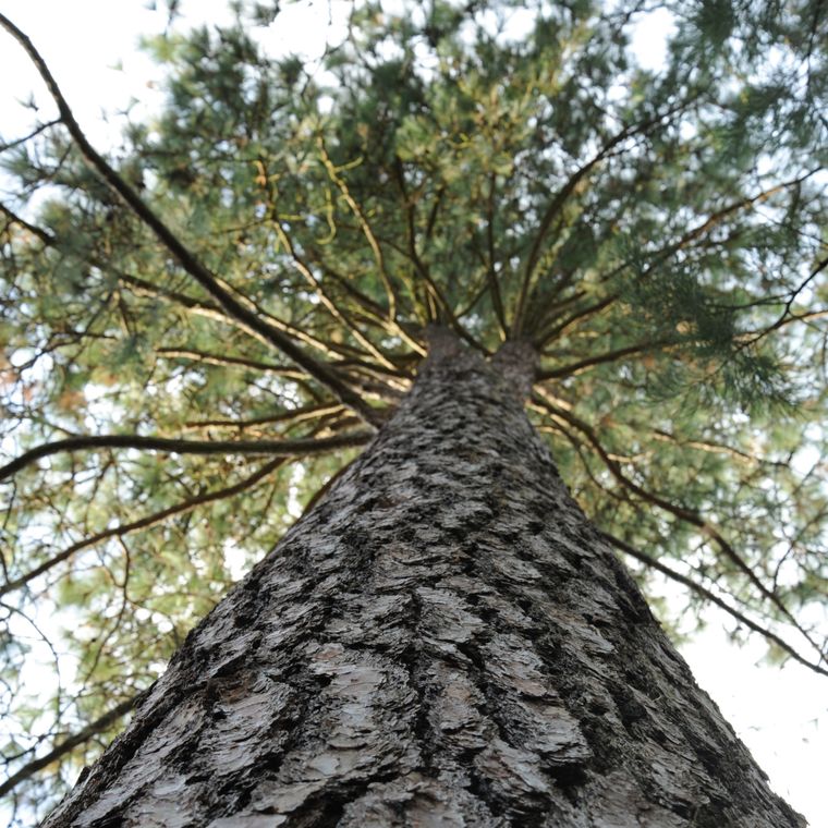 Ponderosa Pine | Seed Grow Kit | The Jonsteen Company