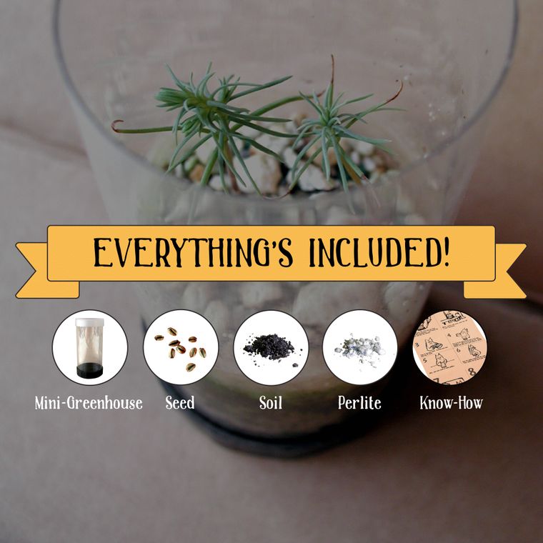 Ponderosa Pine | Seed Grow Kit | The Jonsteen Company