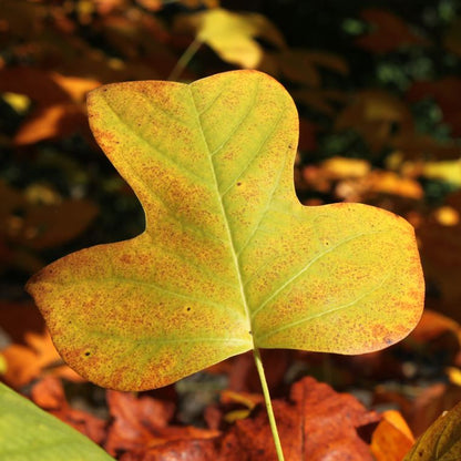 Tulip Poplar | Seed Grow Kit | The Jonsteen Company